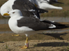 1cy fuscus in August, ringed in Finland. (81365 bytes)
